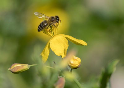 Biene-in-den-Kräutergärten